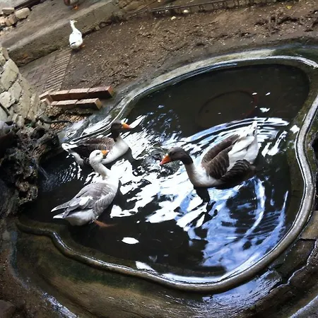 Hotel Restaurant Bujtina E Gjelit Tirana